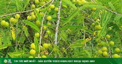 Loại quả dại xưa không ai ngó ngàng nay “lên đời” thành đặc sản, siêu giàu vitamin, giá 500.000 đồng/kg vẫn đắt hàng