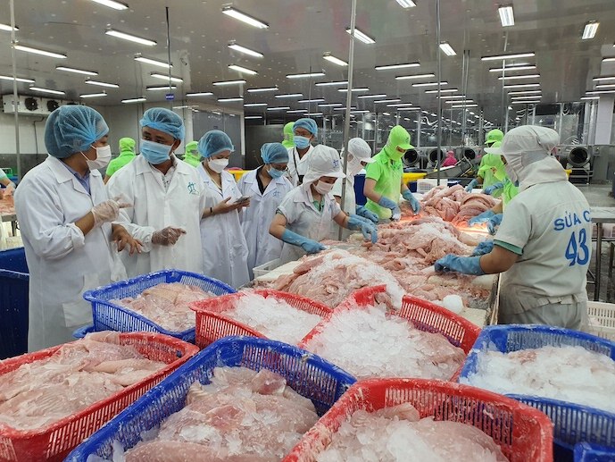 Cá tra Việt có ‘bứt phá’ khi cá thịt trắng toàn cầu khan hiếm?