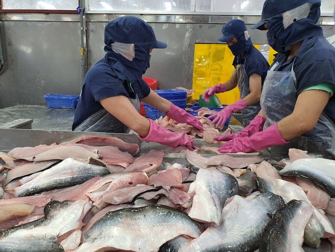 Cá tra Việt có ‘bứt phá’ khi cá thịt trắng toàn cầu khan hiếm?