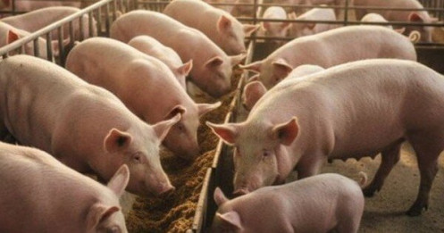 Dự báo về giá heo hơi Tết Bính Ngọ 2026, khó lên tới 80.000 đồng/kg?