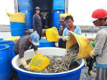 Xuất khẩu tôm ‘lỡ hẹn’ 10 tỉ đô la: Khoảng cách lớn giữa mục tiêu và thực tế