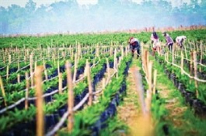 HAG rút sạch vốn khỏi HNG, ước thu 594 tỷ đồng trong giao dịch bán hơn 91 triệu cp