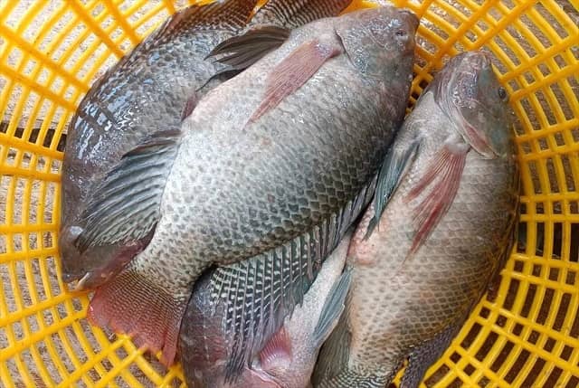 Phải thu của ANV phình to lên ngàn tỷ trong năm lợi nhuận tăng 20 lần