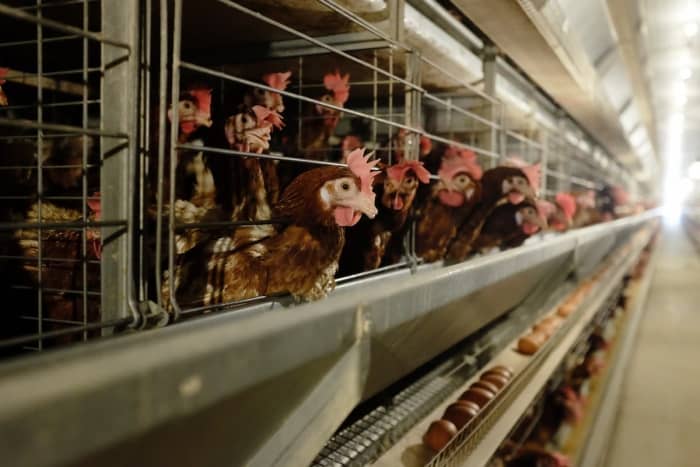 Mảng nông nghiệp Hòa Phát chuẩn bị niêm yết 285 triệu cổ phiếu