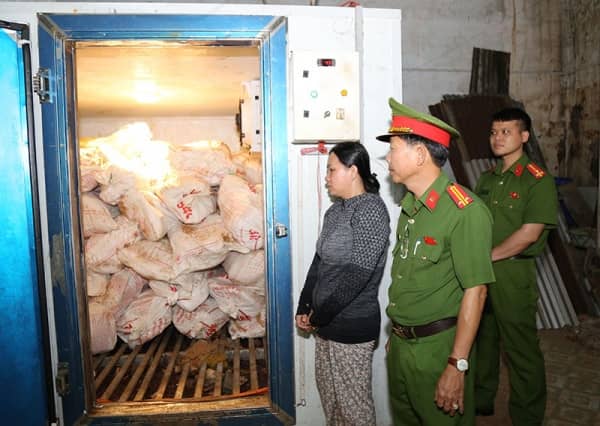 Khởi tố, bắt giam chủ cơ sở thu gom heo nhiễm dịch tả châu Phi về bán kiếm lời