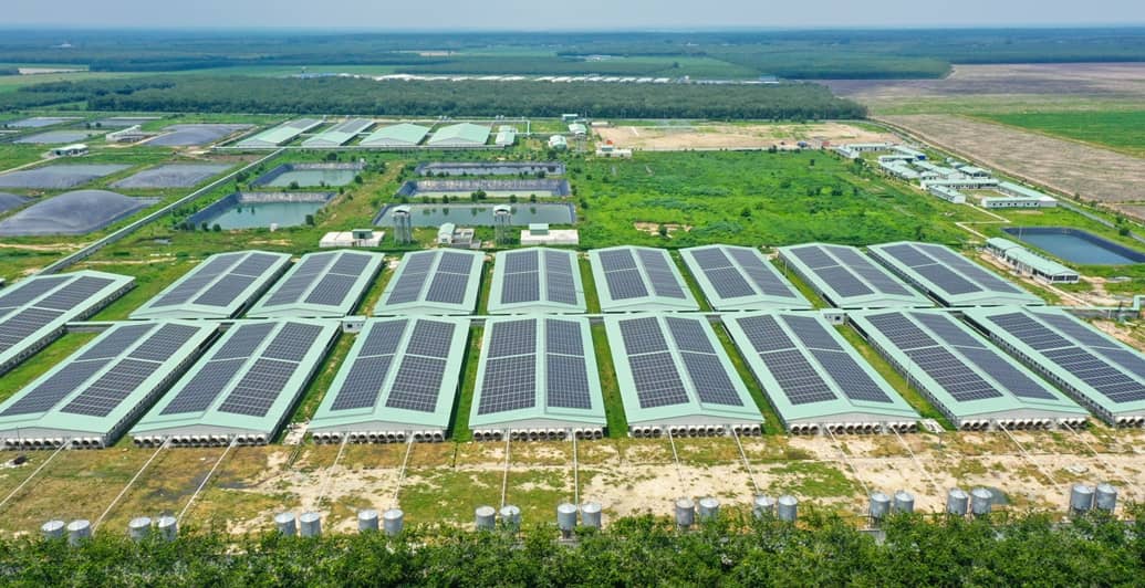 Sản lượng bán heo quý 4 của BAF tăng trưởng 73% trong bối cảnh khó khăn của ngành chăn nuôi