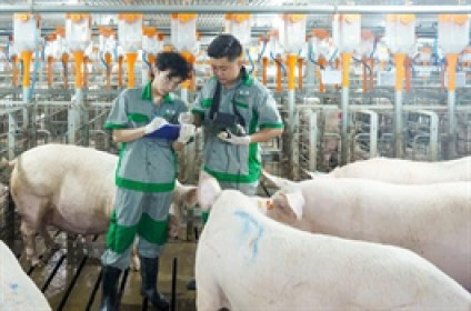 Sản lượng bán heo quý 4 của BAF tăng trưởng 73% trong bối cảnh khó khăn của ngành chăn nuôi