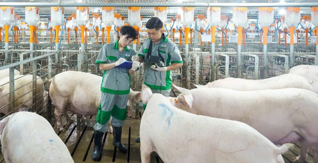 Sản lượng bán heo quý 4 của BAF tăng trưởng 73% trong bối cảnh khó khăn của ngành chăn nuôi