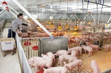 Đã có ngày niêm yết 285 triệu cp HPA, giá 41,900 đồng/cp