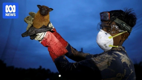 Sắp thử nghiệm vắc-xin phòng virus Nipah trên người