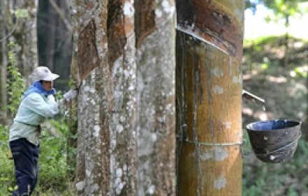 Cổ phiếu PHR kịch trần sau khi doanh nghiệp công bố kế hoạch 2026