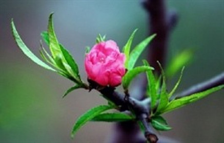 Cổ phiếu vua hái lộc đầu năm