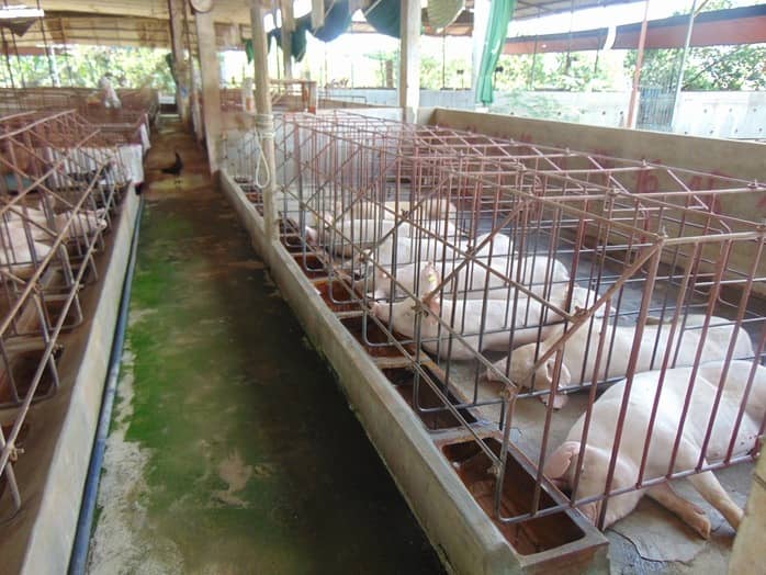 Giá heo hơi hôm nay, 5-2: Các công ty chăn nuôi giảm giá heo hơi