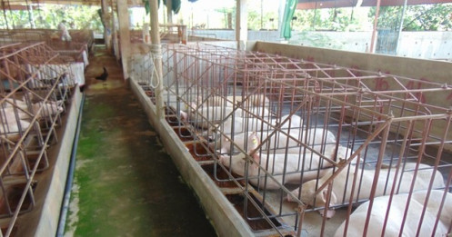 Giá heo hơi hôm nay, 5-2: Các công ty chăn nuôi giảm giá heo hơi