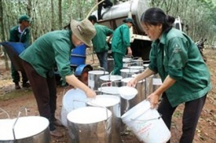 Cao su Bà Rịa đặt mục tiêu tăng trưởng lợi nhuận 14% năm 2026