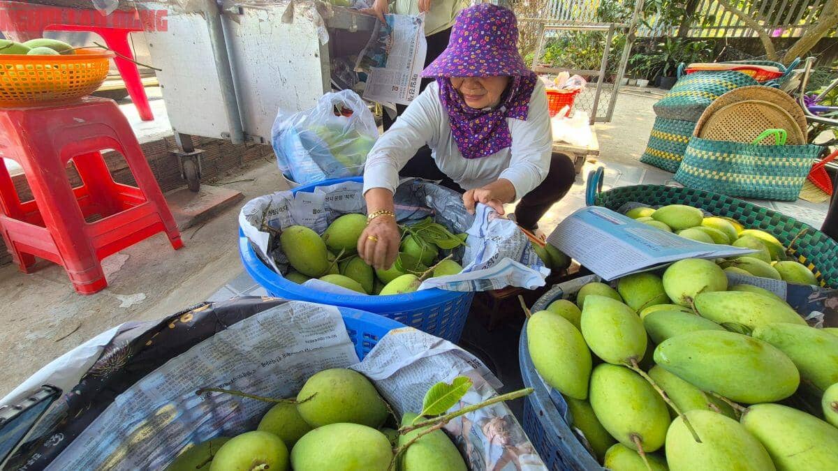 Xoài Tết quá mắc, người bán thấy giá cũng "sợ"