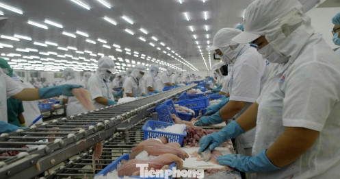 Xuất khẩu cá tra tăng mạnh