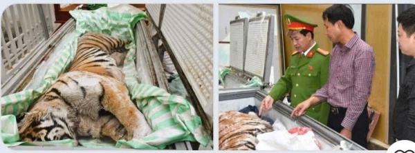 Mua hổ về nấu cao, 2 đối tượng ở Thanh Hoá bị khởi tố