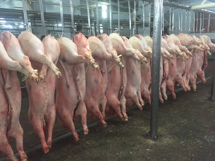 Giá heo hơi hôm nay, 13-2: Diễn biến lạ tại chợ đầu mối