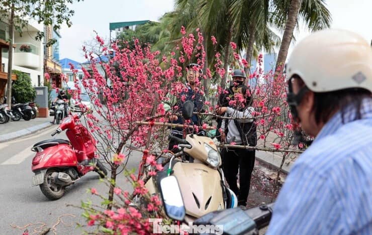 Đào, quất giảm giá sập sàn ngày 29 Tết