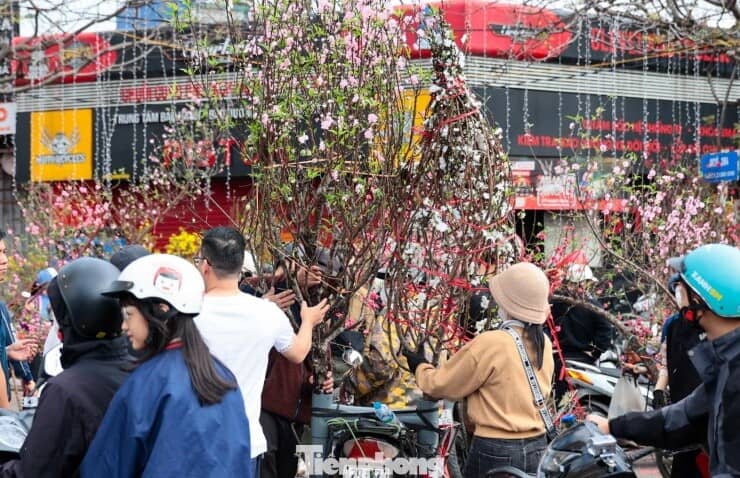 Đào, quất giảm giá sập sàn ngày 29 Tết
