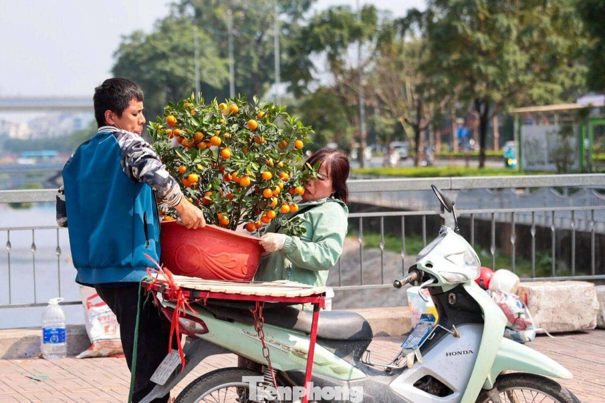 Đào, quất giảm giá sập sàn ngày 29 Tết