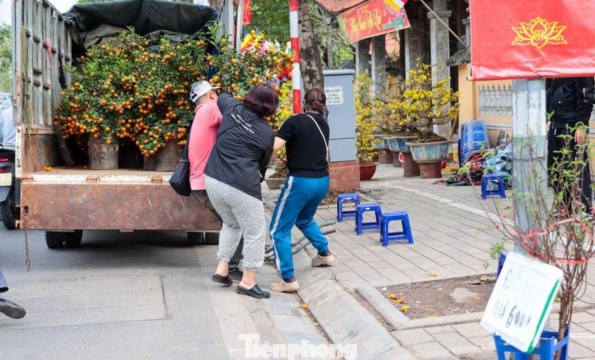 Đào, quất giảm giá sập sàn ngày 29 Tết