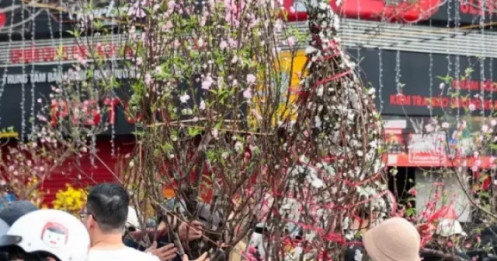 Đào, quất giảm giá sập sàn ngày 29 Tết