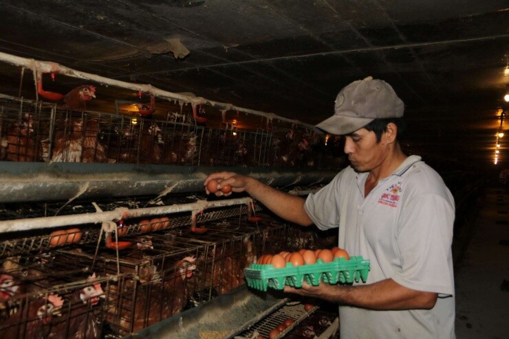 Nuôi gà đẻ kiểu gì mà một ông nguyên là công chức bàn giấy ở An Giang cứ qua 1 ngày là cầm 25 triệu ngon ơ?
