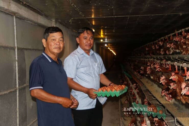 Nuôi gà đẻ kiểu gì mà một ông nguyên là công chức bàn giấy ở An Giang cứ qua 1 ngày là cầm 25 triệu ngon ơ?