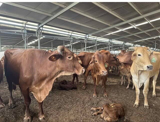 Khi ông Trần Bá Dương đi trồng chuối, nuôi bò!
