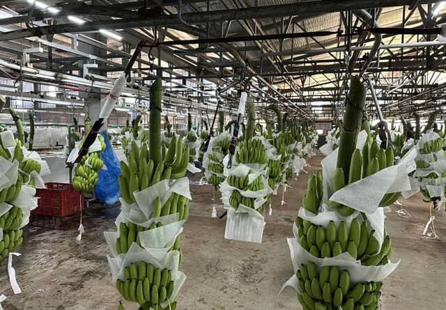 Khi ông Trần Bá Dương đi trồng chuối, nuôi bò!