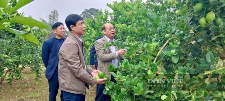 Đánh liều trồng thứ cây xuất xứ từ Mỹ, quả to thô lố, cái hay là ông nông dân Thanh Hóa này bán được cả quả lẫn cây