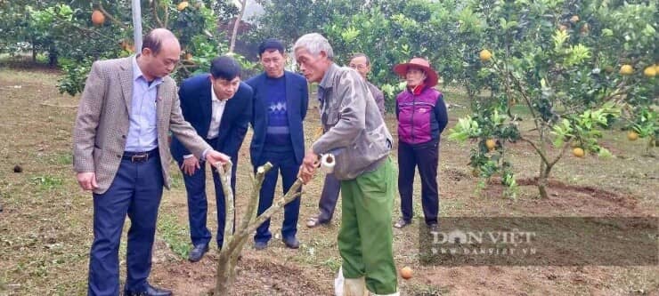 Đánh liều trồng thứ cây xuất xứ từ Mỹ, quả to thô lố, cái hay là ông nông dân Thanh Hóa này bán được cả quả lẫn cây