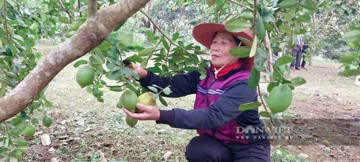 Đánh liều trồng thứ cây xuất xứ từ Mỹ, quả to thô lố, cái hay là ông nông dân Thanh Hóa này bán được cả quả lẫn cây
