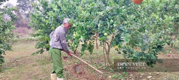 Đánh liều trồng thứ cây xuất xứ từ Mỹ, quả to thô lố, cái hay là ông nông dân Thanh Hóa này bán được cả quả lẫn cây