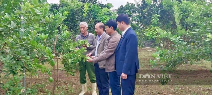 Đánh liều trồng thứ cây xuất xứ từ Mỹ, quả to thô lố, cái hay là ông nông dân Thanh Hóa này bán được cả quả lẫn cây
