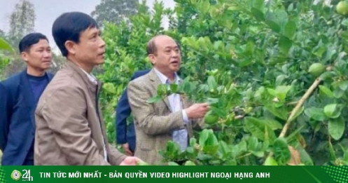 Đánh liều trồng thứ cây xuất xứ từ Mỹ, quả to thô lố, cái hay là ông nông dân Thanh Hóa này bán được cả quả lẫn cây