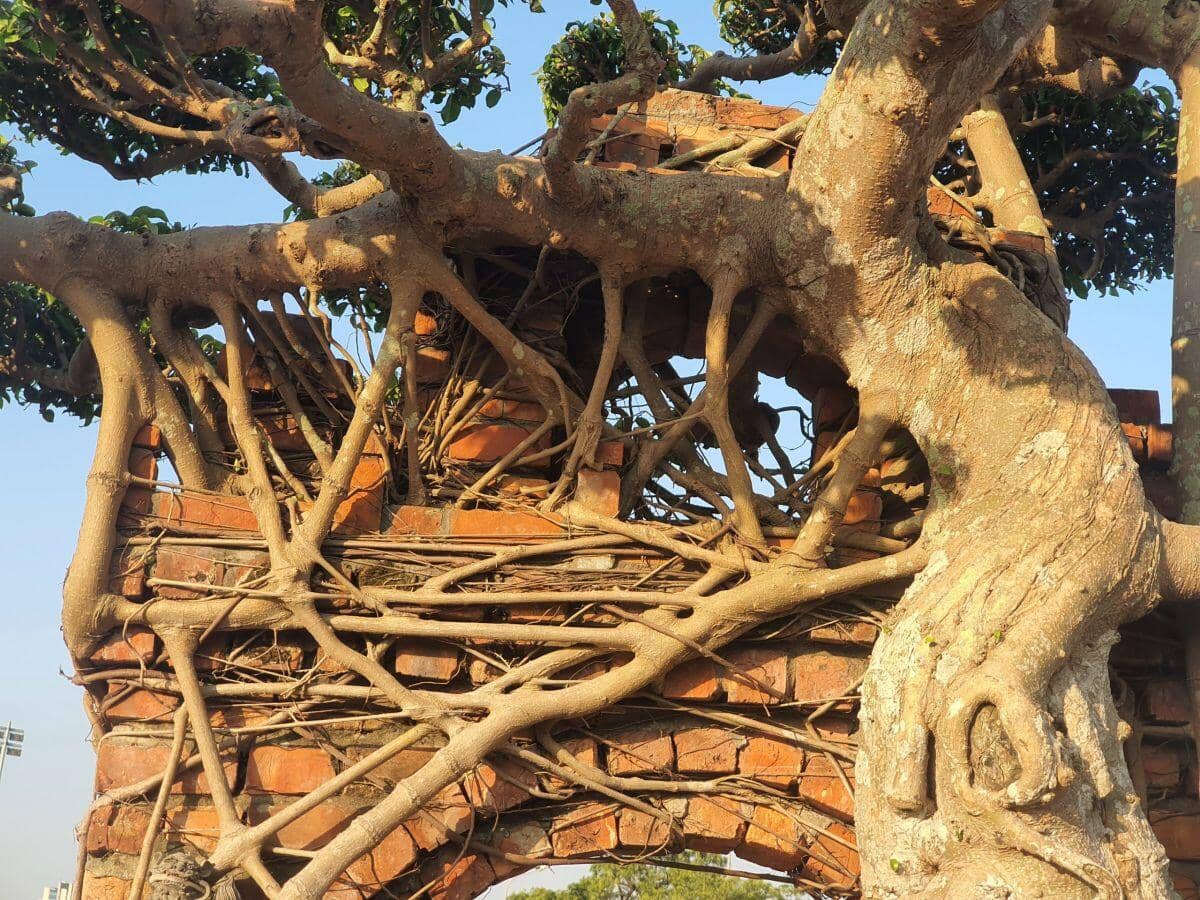 Ngắm cây sanh cổ từng được trả 100 lượng vàng, nhưng chủ nhân ở Hưng Yên không bán