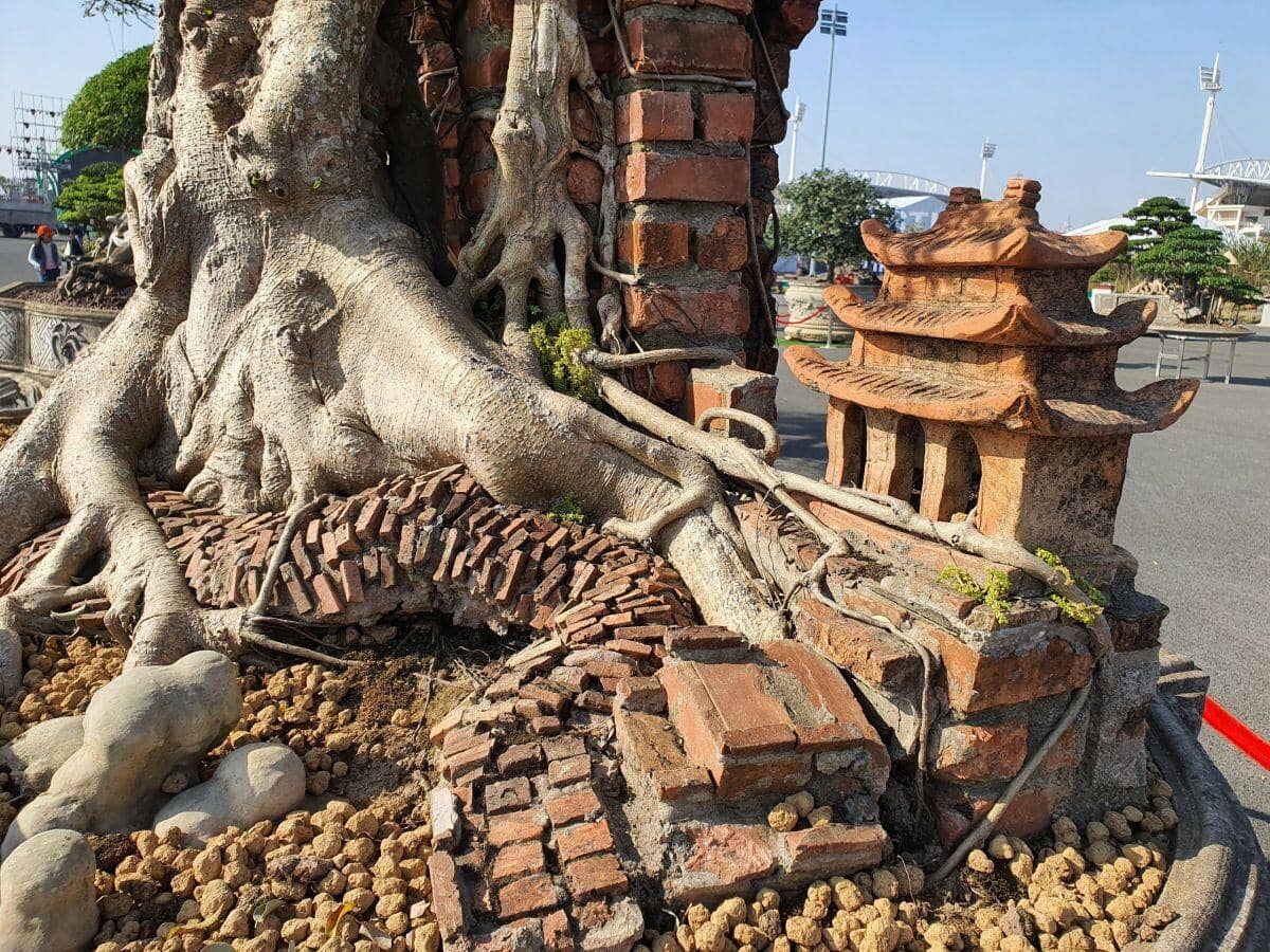 Ngắm cây sanh cổ từng được trả 100 lượng vàng, nhưng chủ nhân ở Hưng Yên không bán