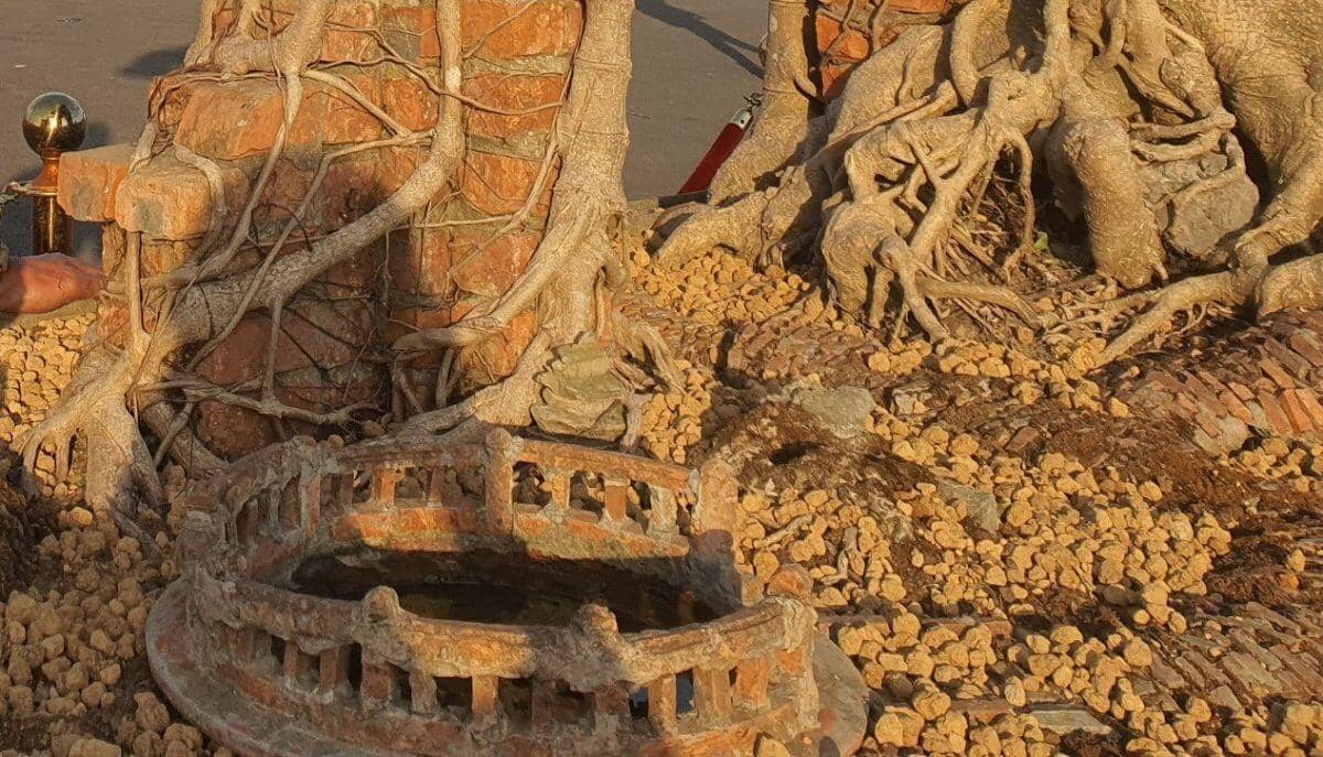 Ngắm cây sanh cổ từng được trả 100 lượng vàng, nhưng chủ nhân ở Hưng Yên không bán