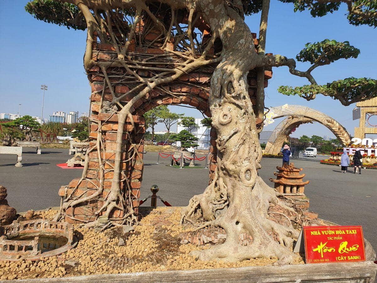 Ngắm cây sanh cổ từng được trả 100 lượng vàng, nhưng chủ nhân ở Hưng Yên không bán
