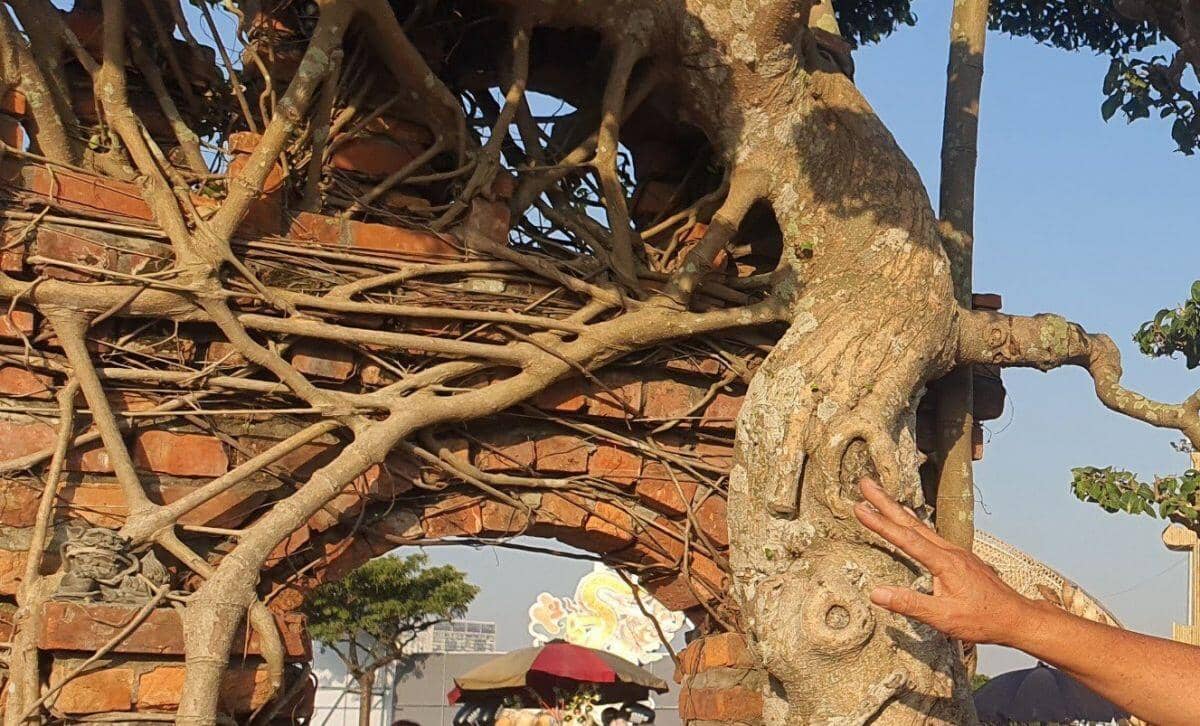 Ngắm cây sanh cổ từng được trả 100 lượng vàng, nhưng chủ nhân ở Hưng Yên không bán