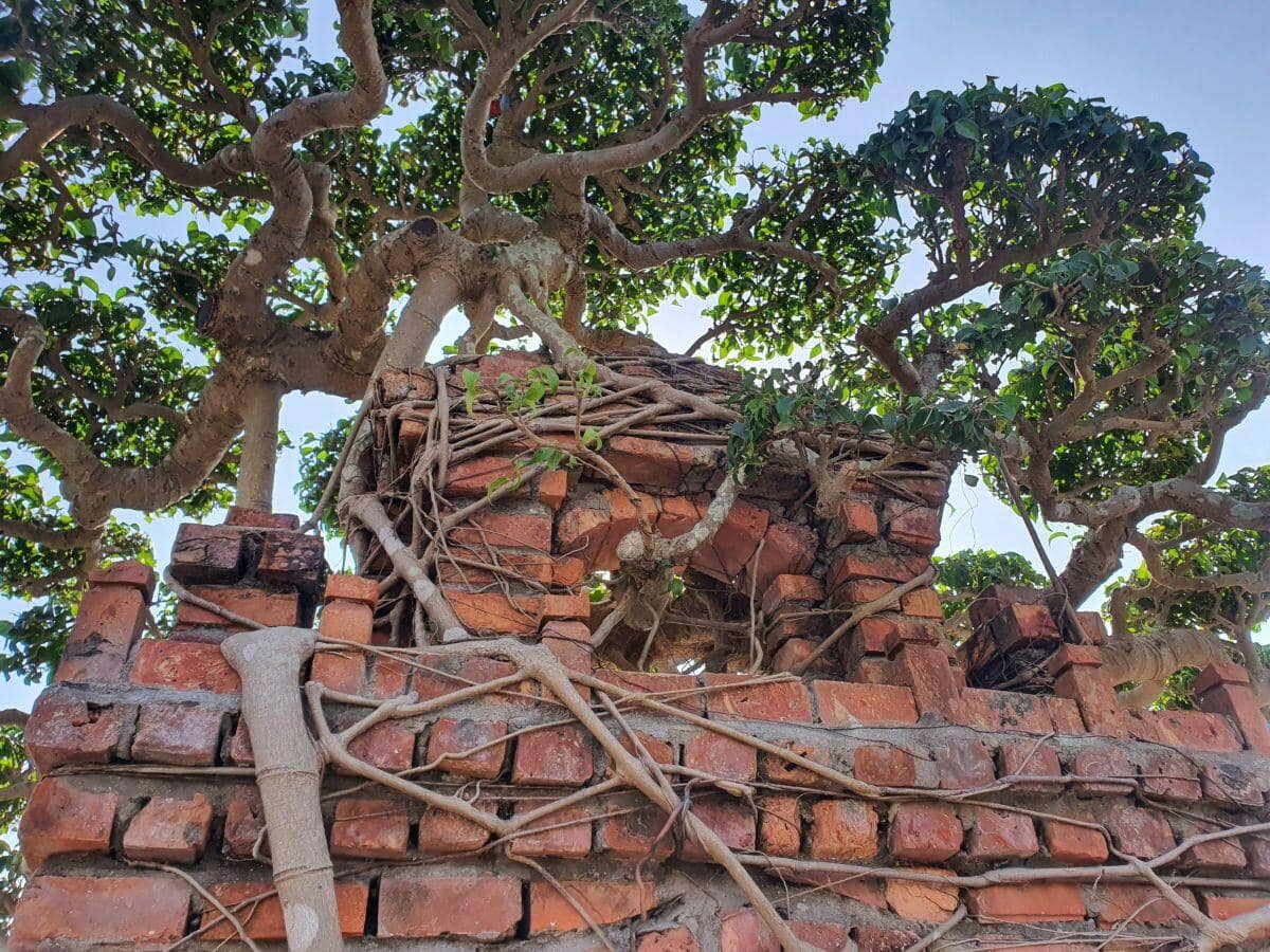 Ngắm cây sanh cổ từng được trả 100 lượng vàng, nhưng chủ nhân ở Hưng Yên không bán