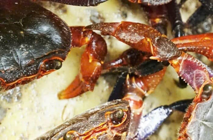 Lý do mắm cua núi giá 800.000 đồng/kg và sự hấp dẫn của đặc sản An Giang