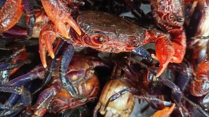 Lý do mắm cua núi giá 800.000 đồng/kg và sự hấp dẫn của đặc sản An Giang