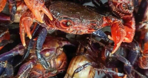 Lý do mắm cua núi giá 800.000 đồng/kg và sự hấp dẫn của đặc sản An Giang