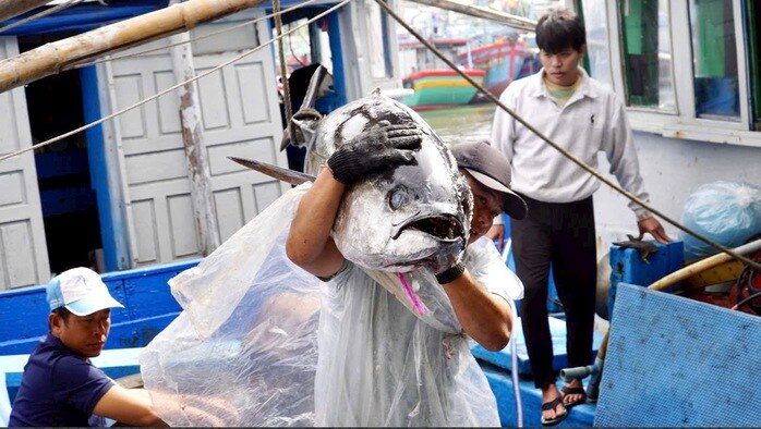 “Thủ phủ” cá ngừ đại dương và những chuyến biển bạc tỉ