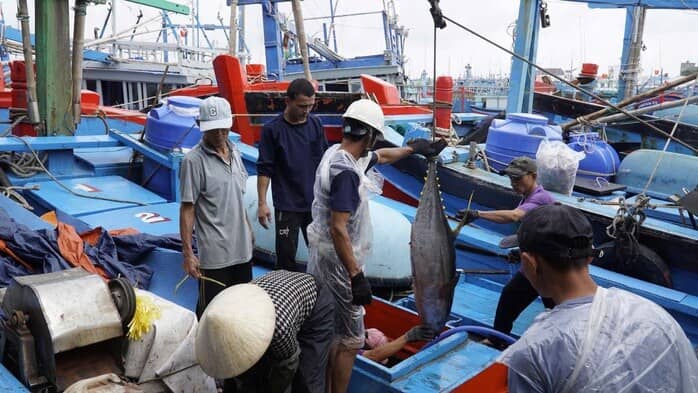 “Thủ phủ” cá ngừ đại dương và những chuyến biển bạc tỉ