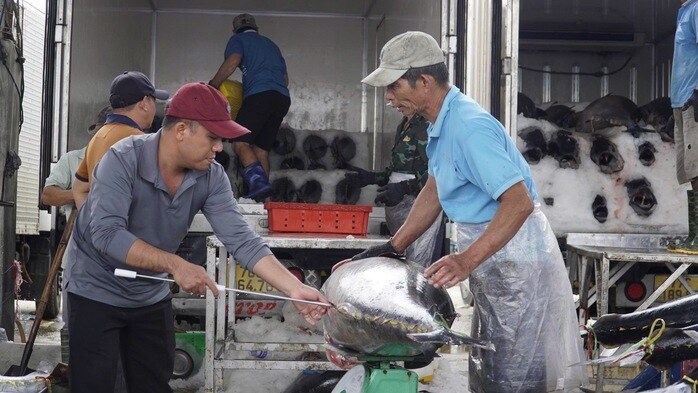 “Thủ phủ” cá ngừ đại dương và những chuyến biển bạc tỉ